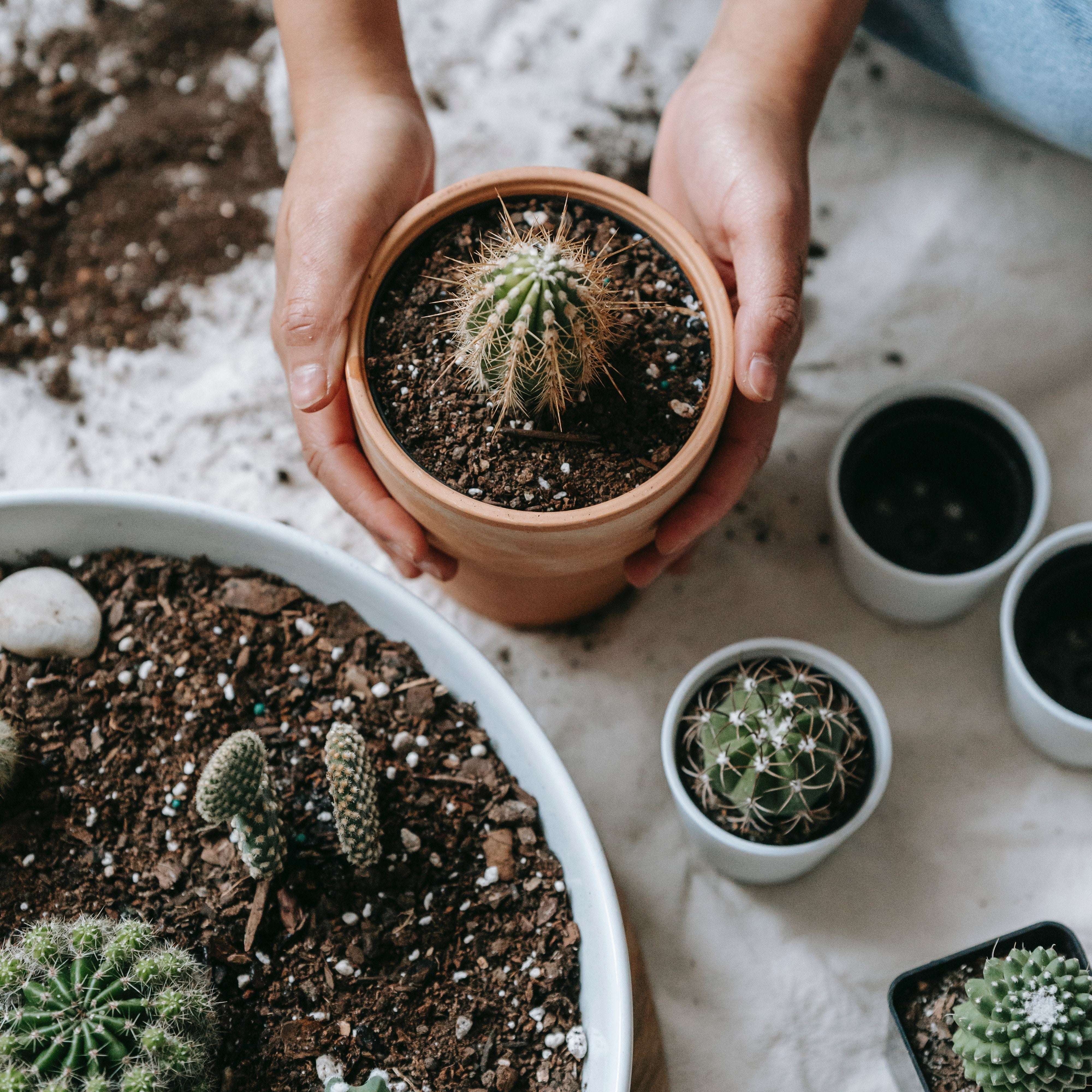 Comprehensive Succulent and Cacti Care Guide