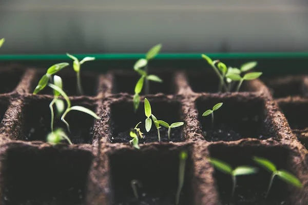 Hydroponic gardening at home